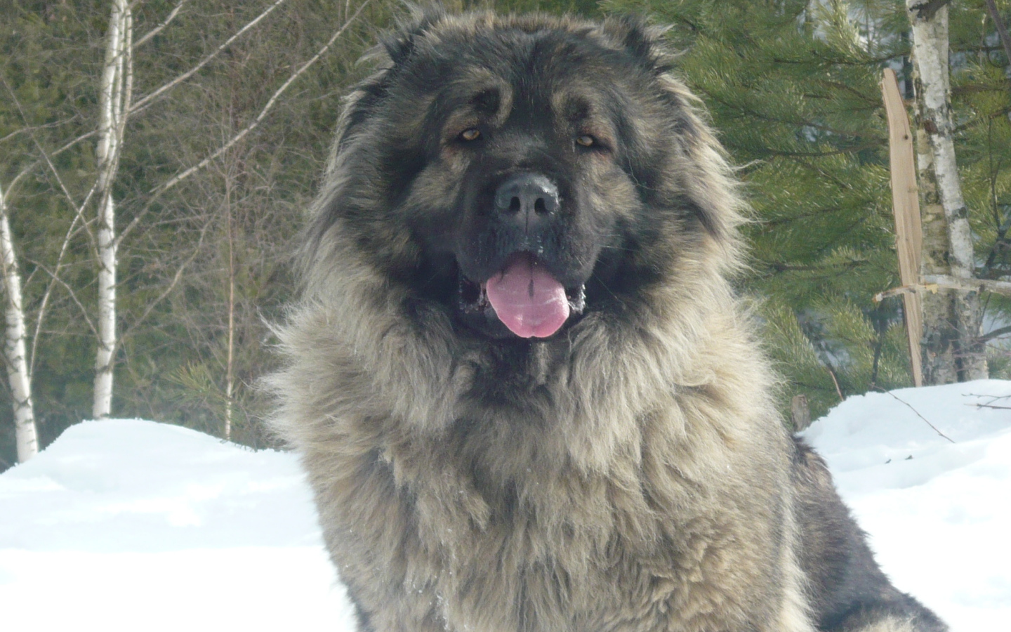 Большая Кавказская овчарка сидит на снегу