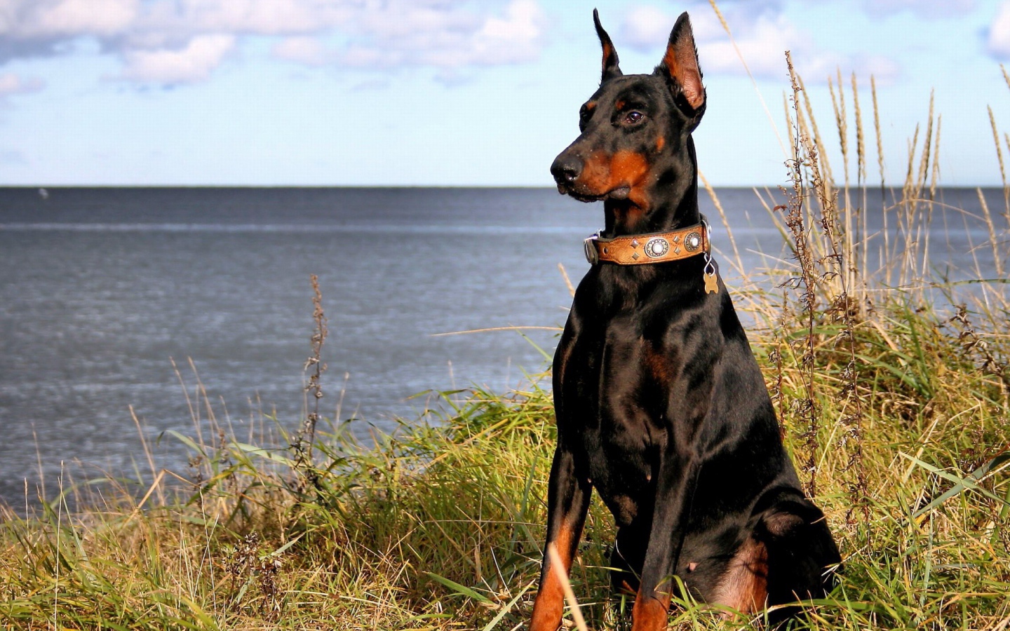 Большой доберман у озера