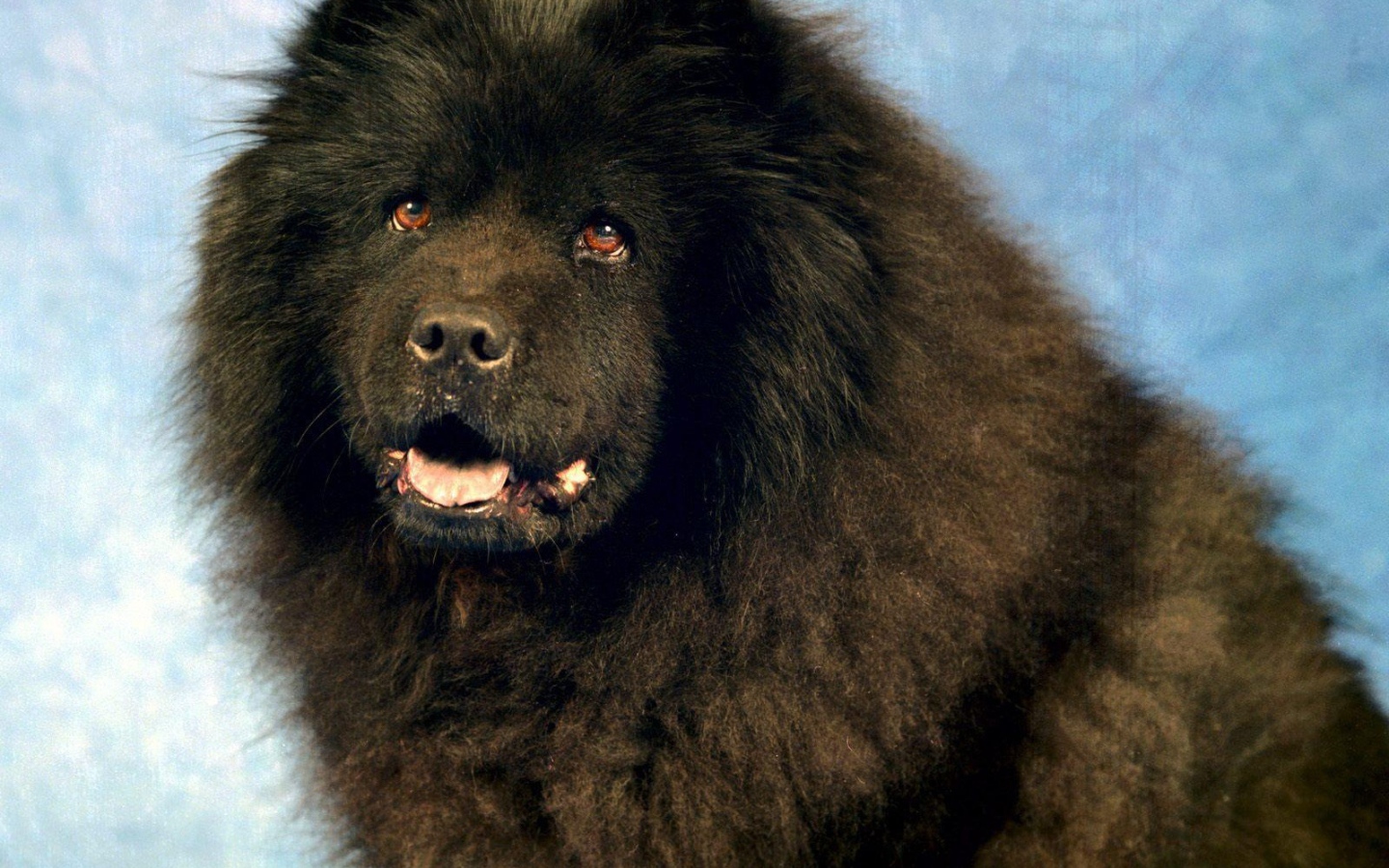 Черный чау-чау