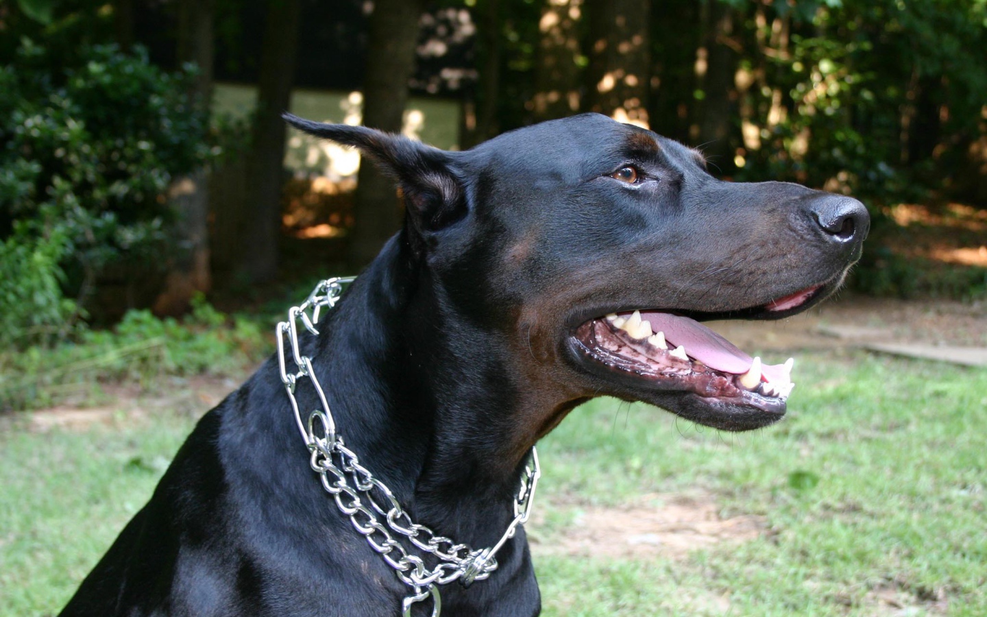 Черный доберман с металлической цепью