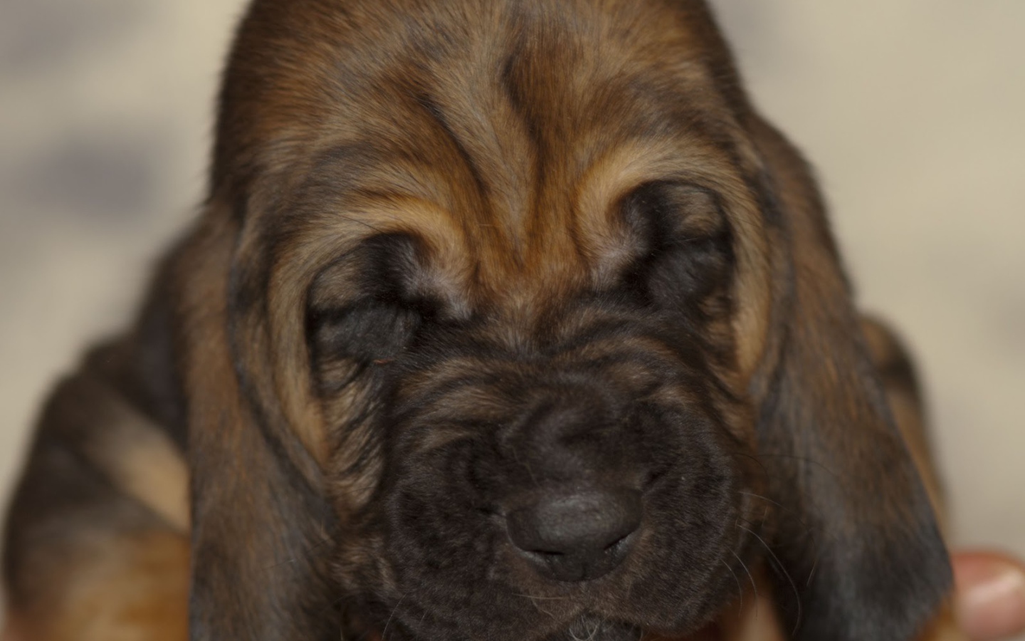 Щенок бладхаунда сладко уснул