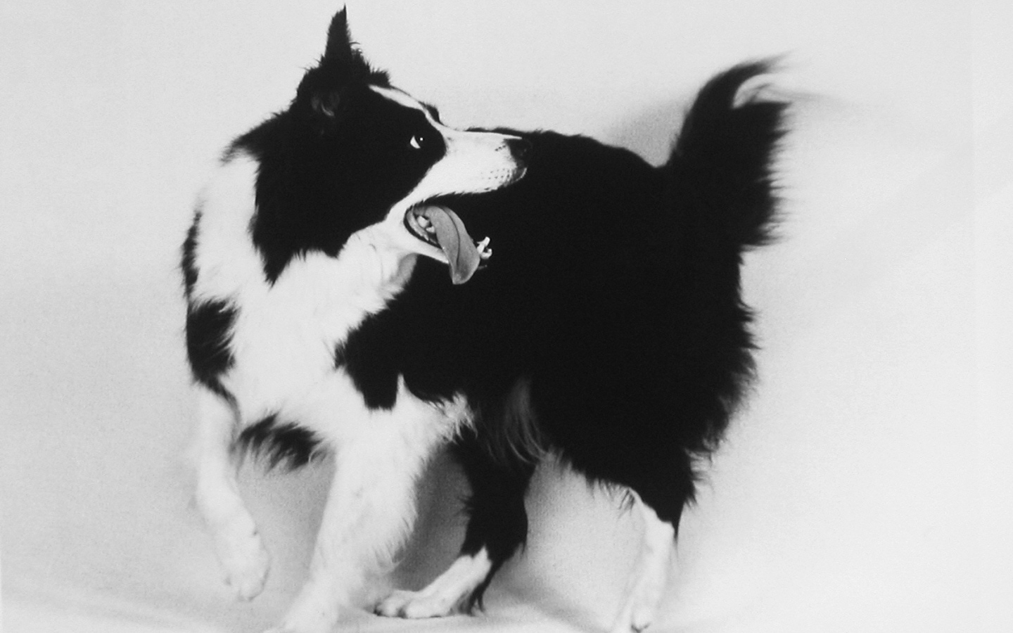 Бордер-колли, чёрно-белое фото