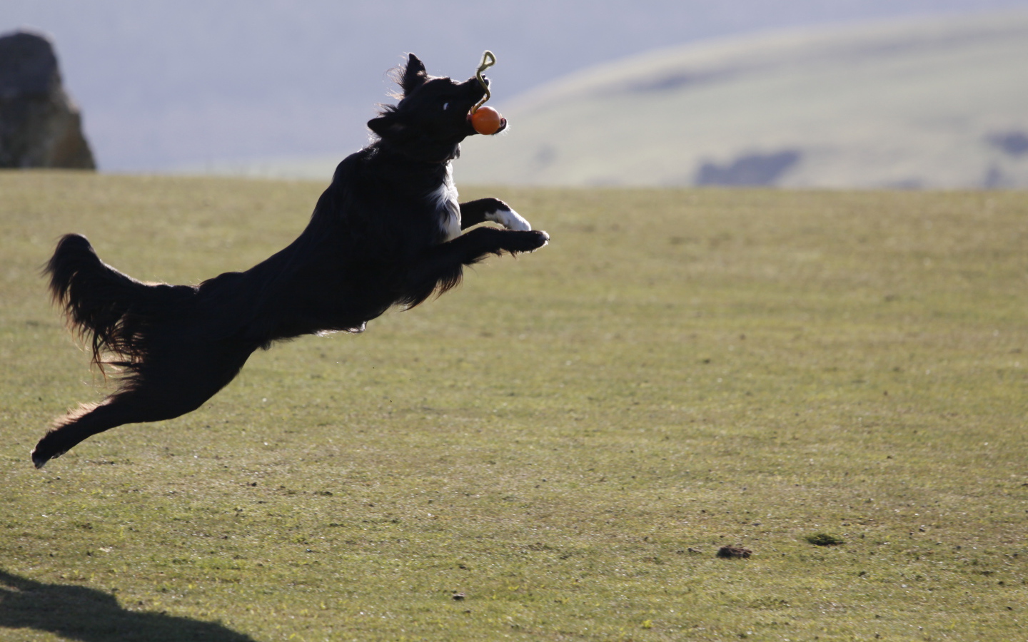 Бордер-колли в прыжке