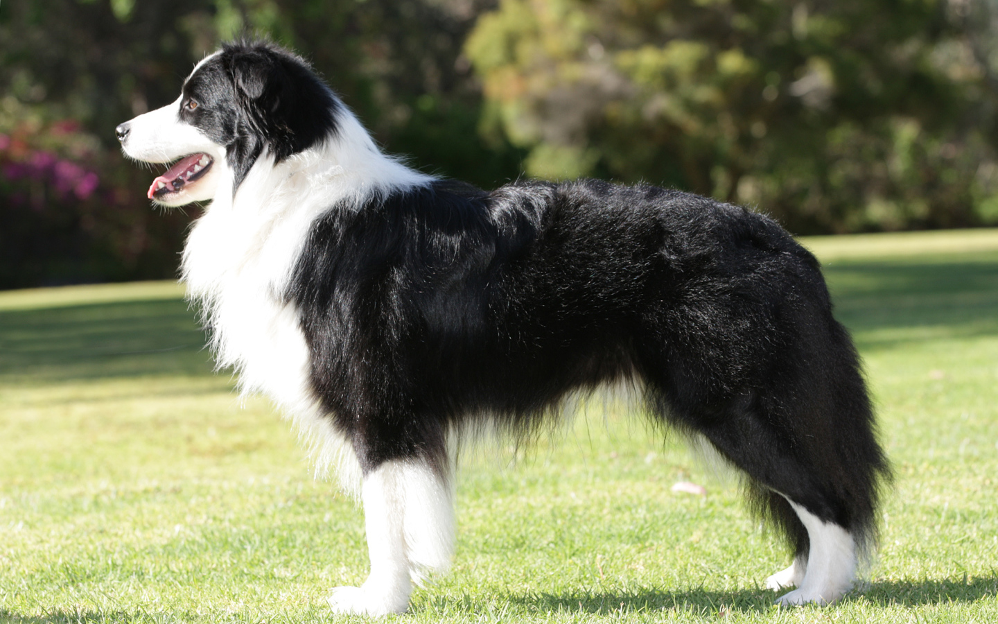 Бордер-колли на лужайке