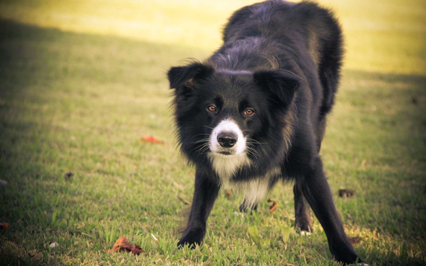 Бордер-колли что-то увидела