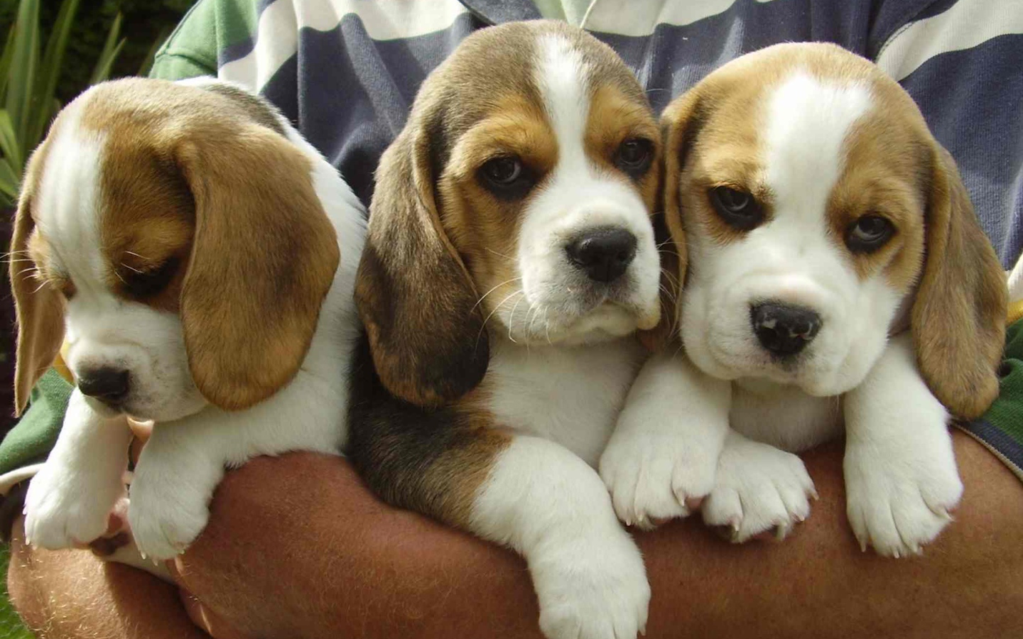 Букет из собак породы бигль