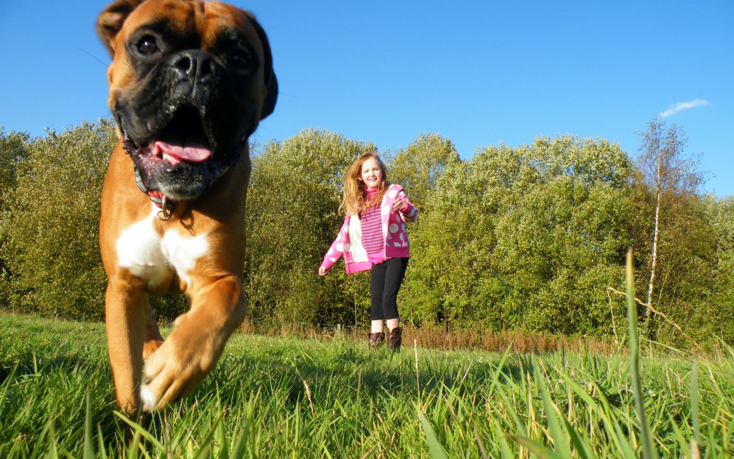Боксёр убегает от ребёнка
