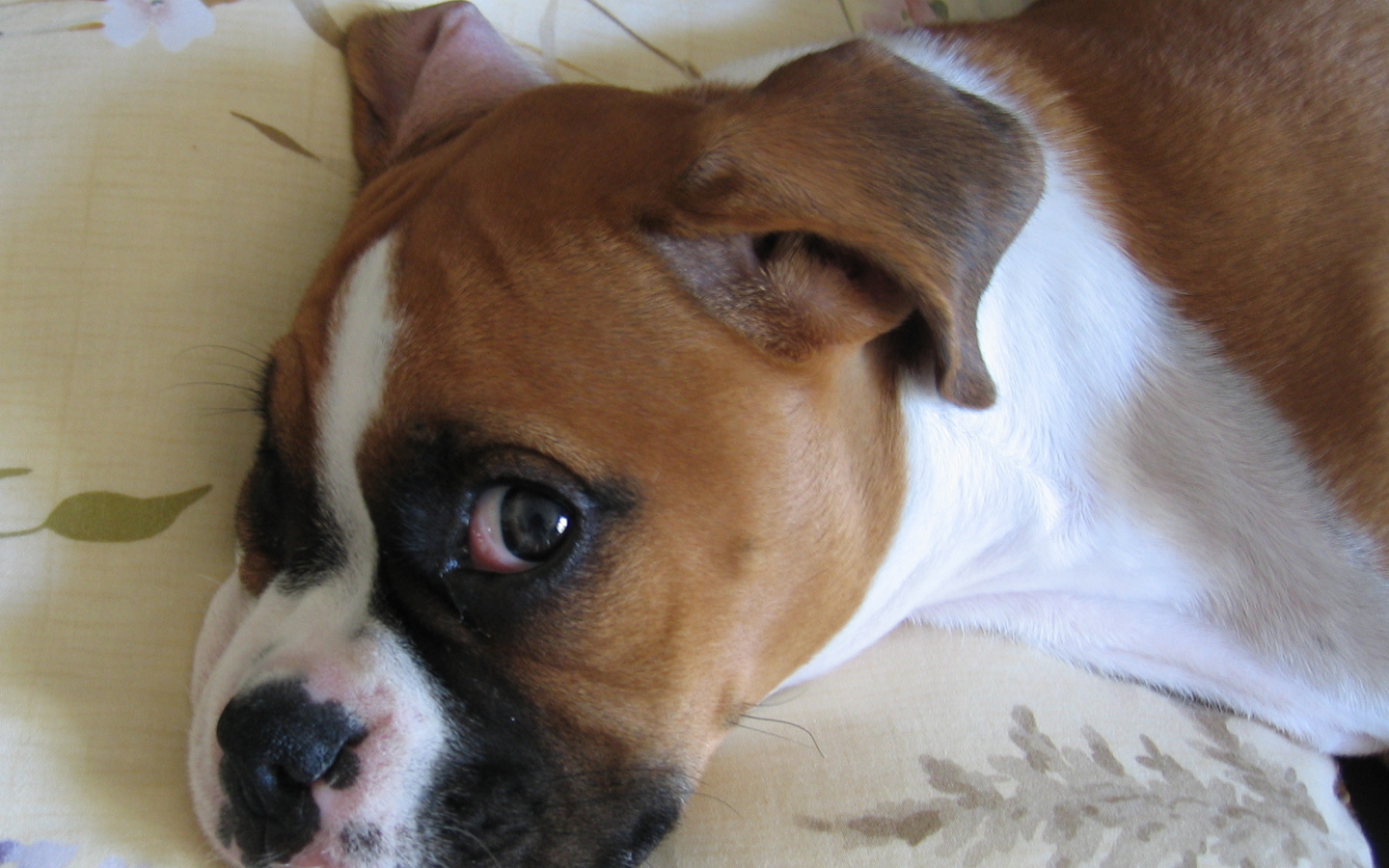 Боксёр смотрит одним глазом на фотографа