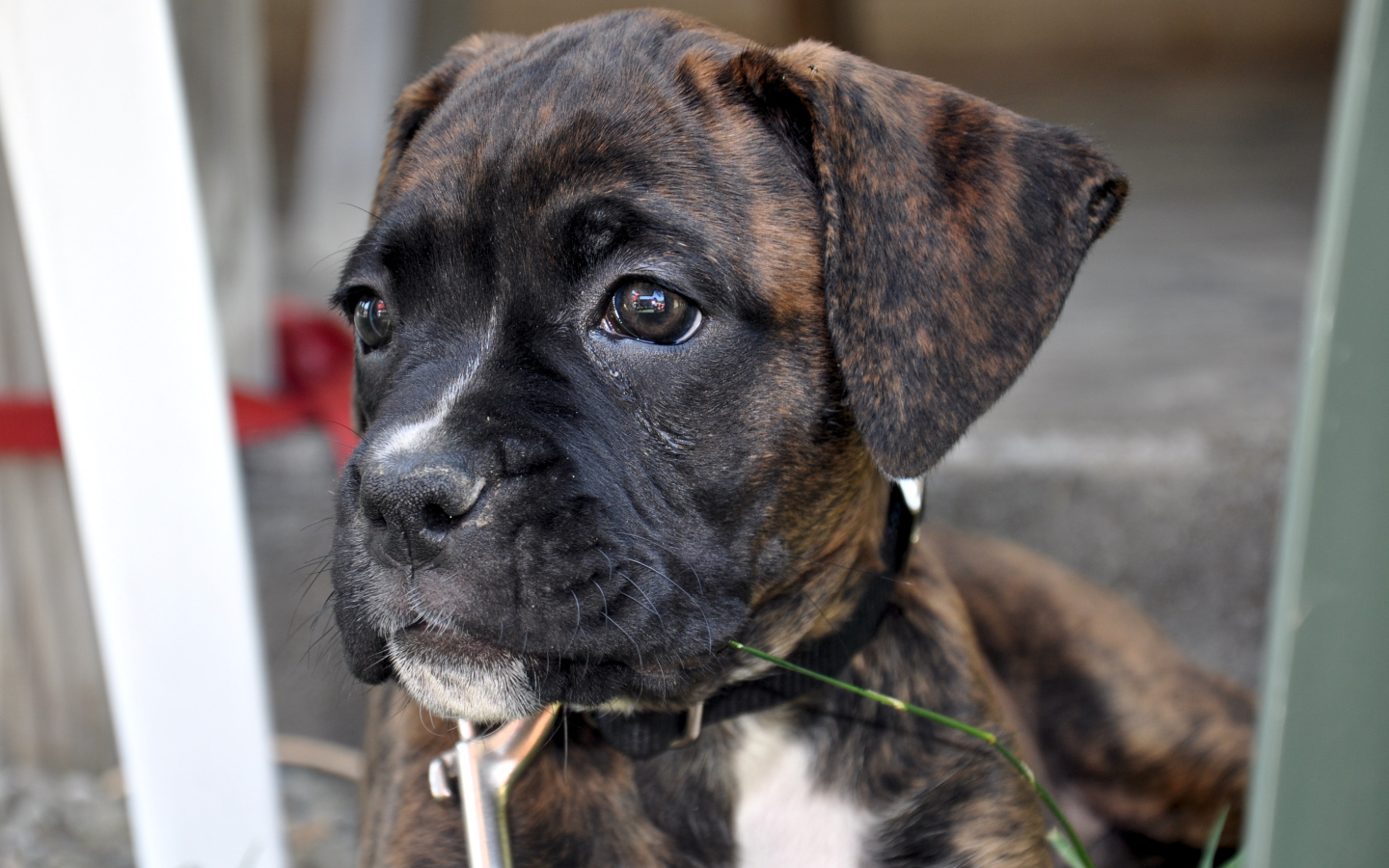 Щенок боксёра смотрит вдаль