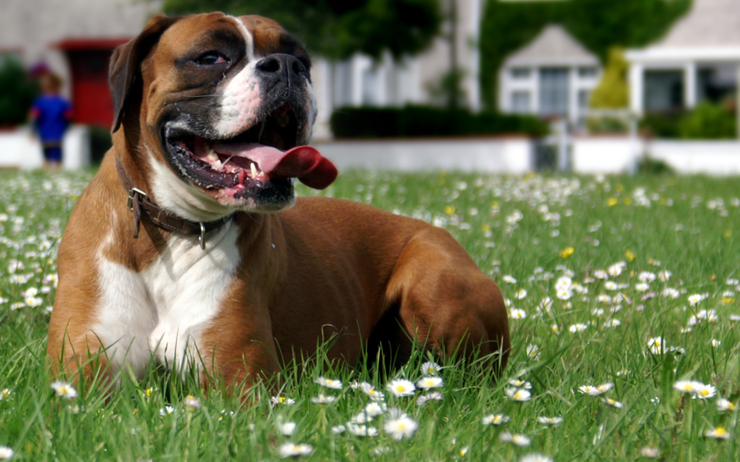 Боксёр отдыхает на траве