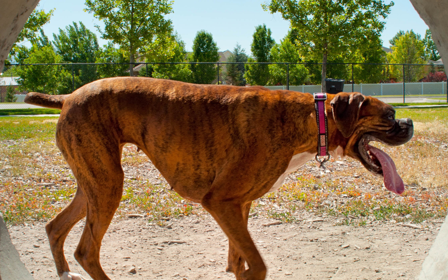 Boxer with a long tongue