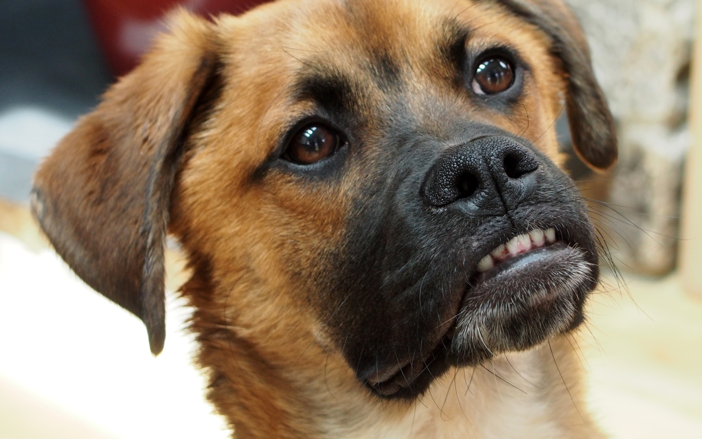 Боксёр с смешной мордой