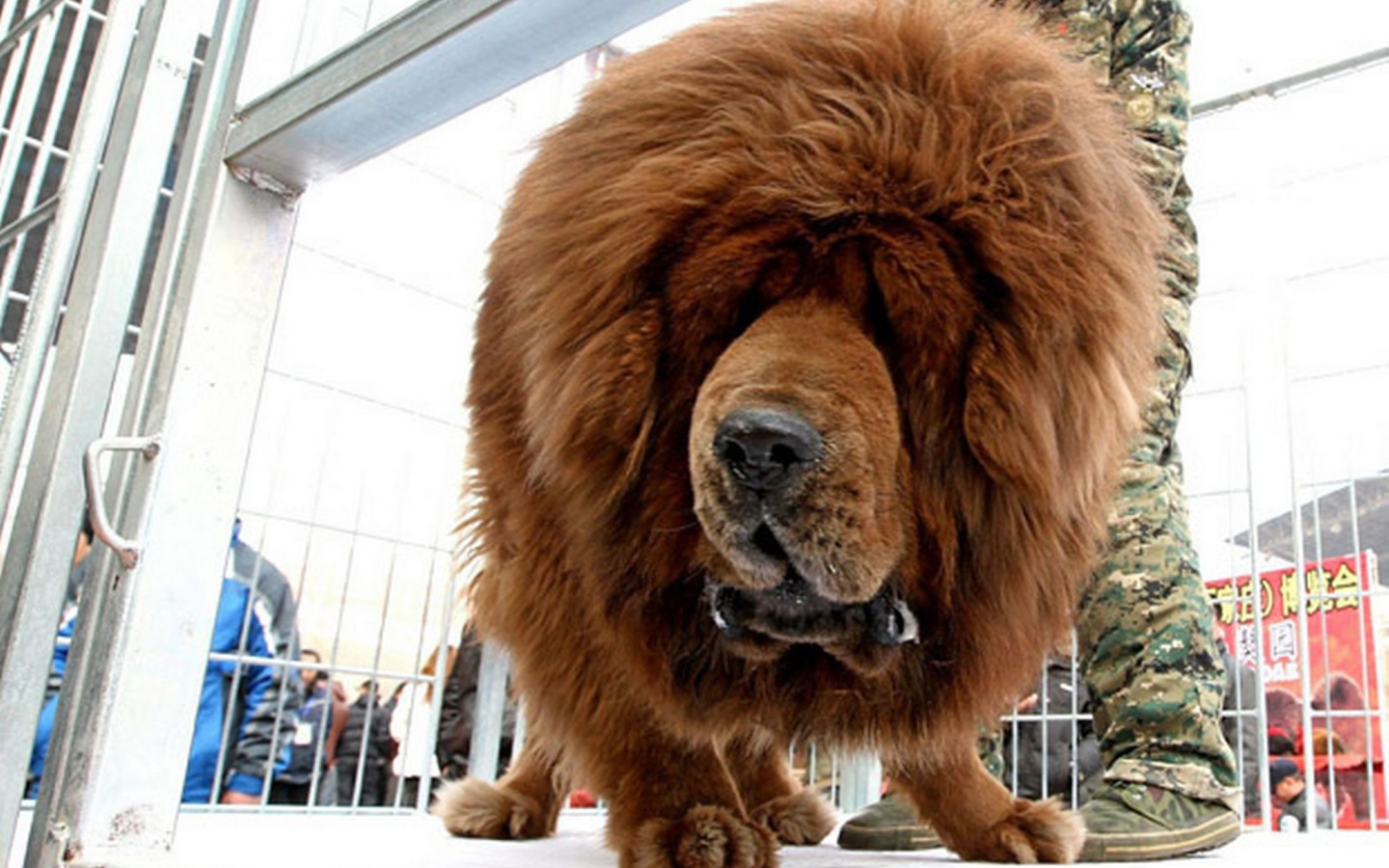 Коричневый Тибетский мастиф