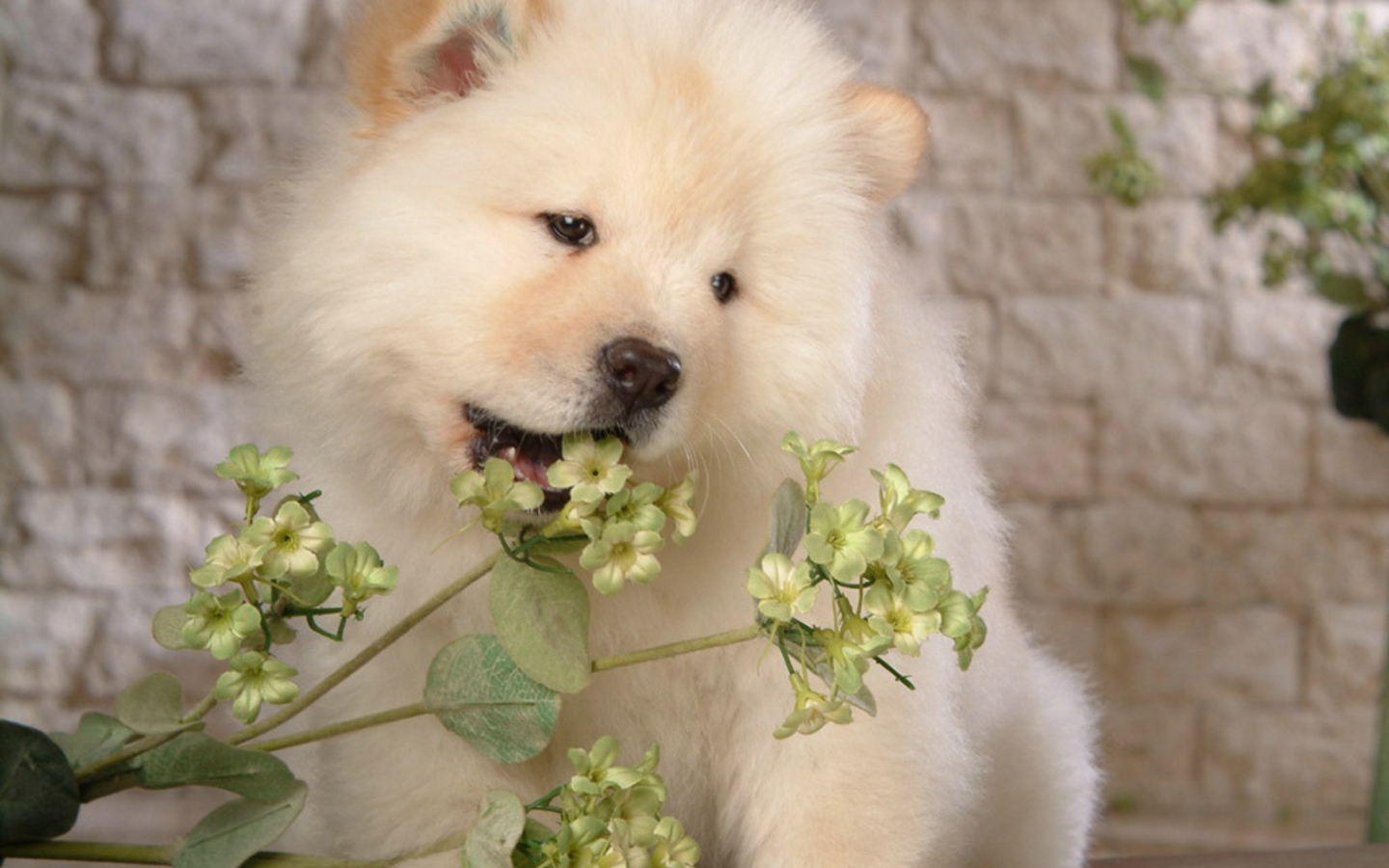 Чау-чау жует цветок