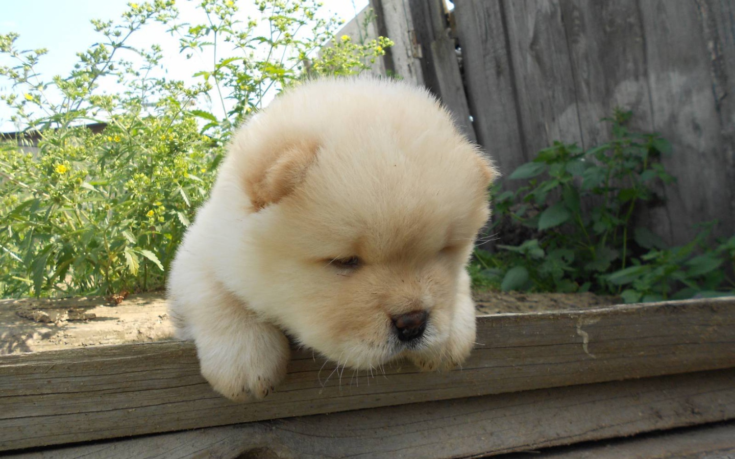 Чау-чау выглядит усталой