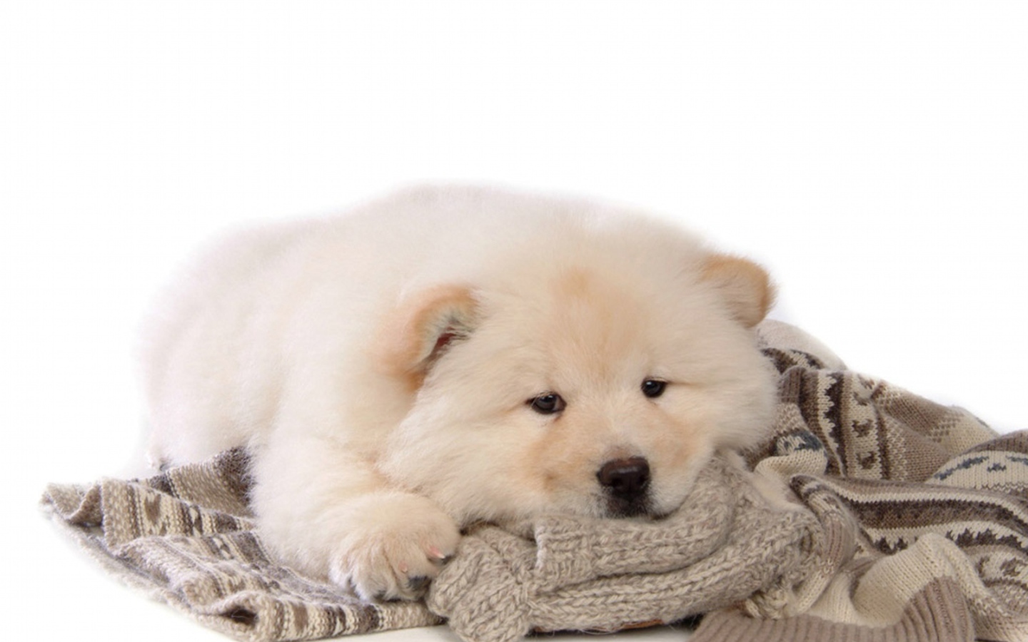 Чау-чау лежит на свитере