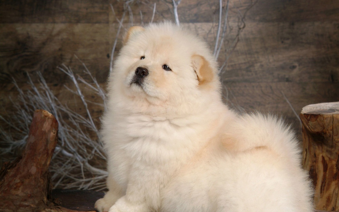 Чау-чау позирует для картины