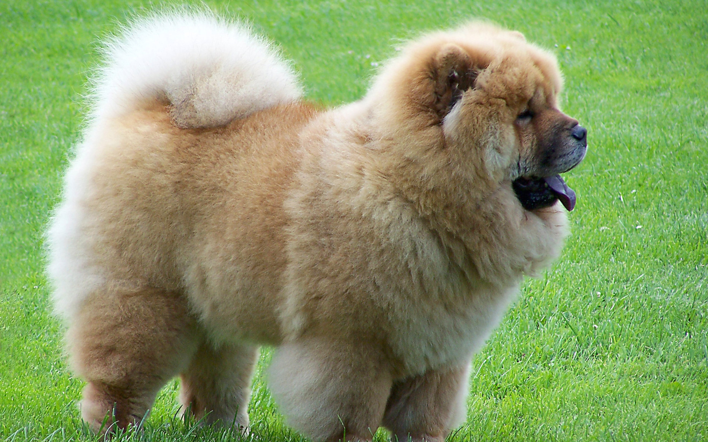 Чау-чау на прогулке