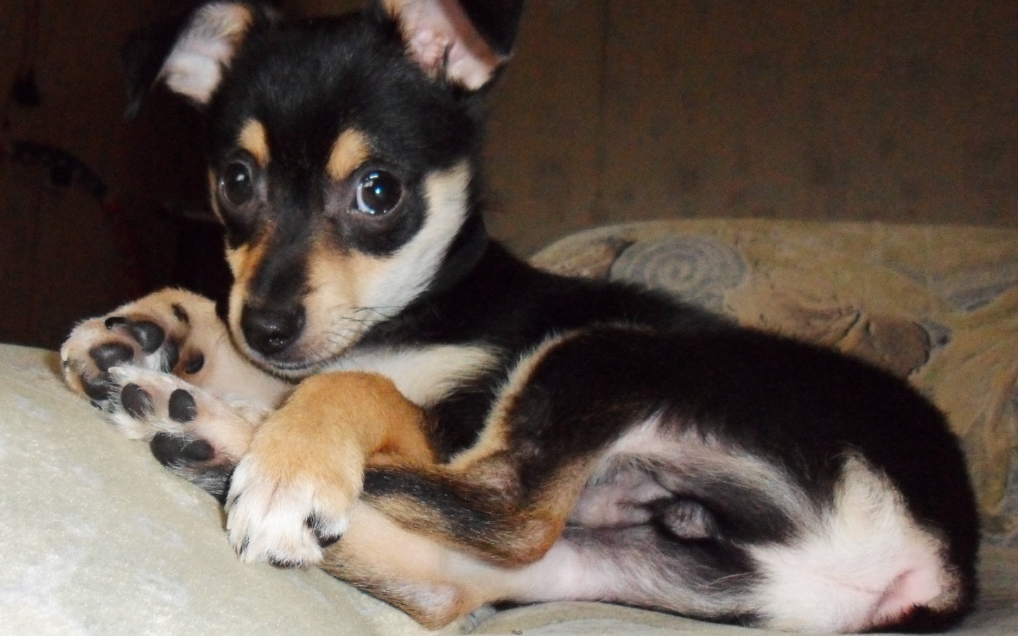 Симпатичный Карликовый пинчер на диване