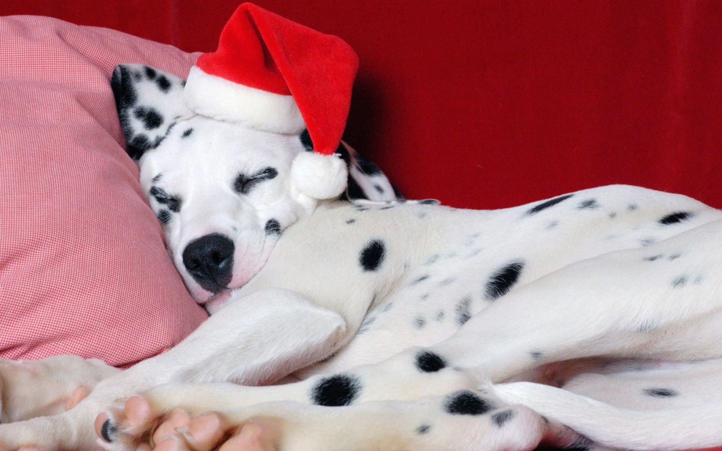 Далматин в Рождество