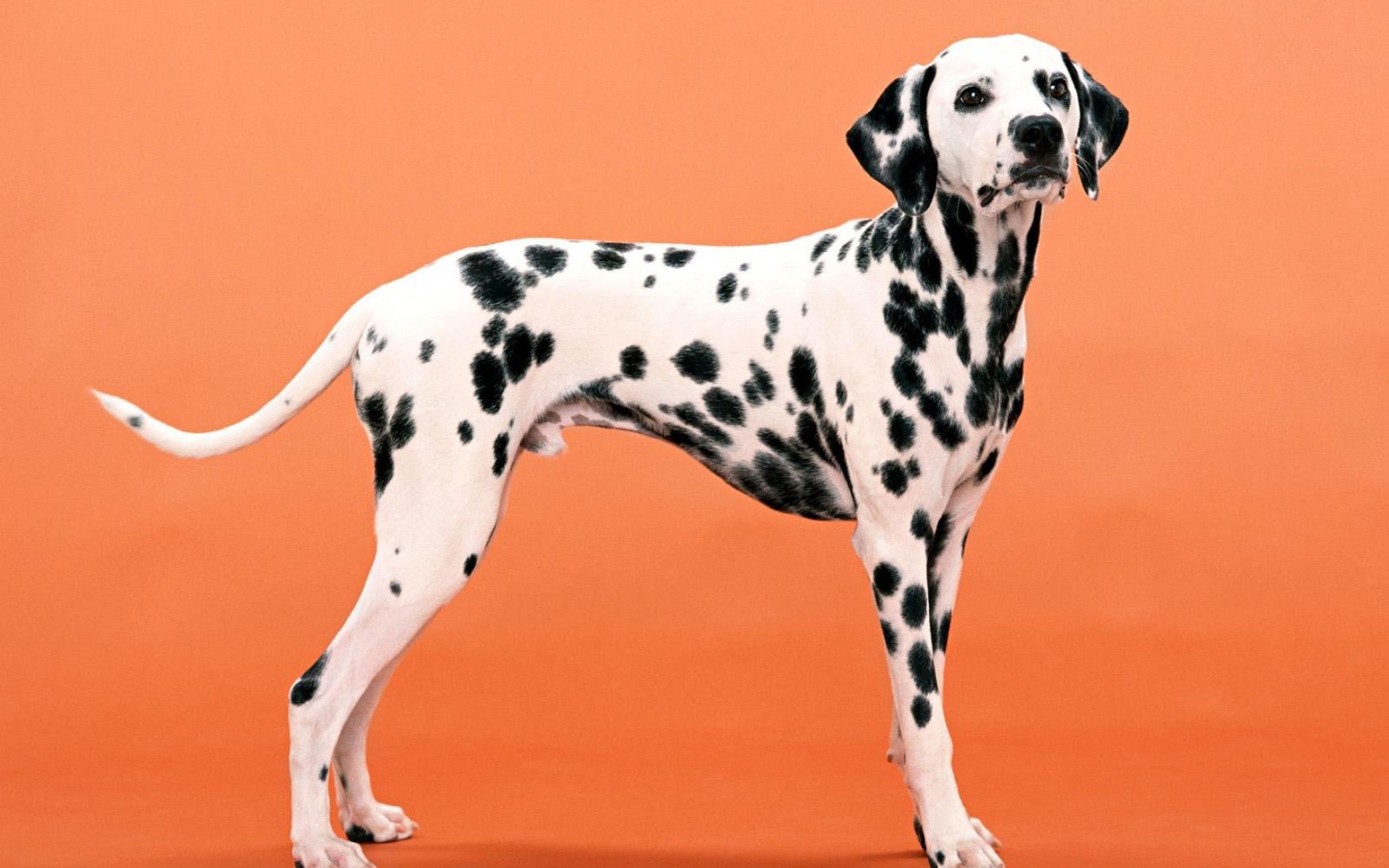 Далматин на оранжевом фоне