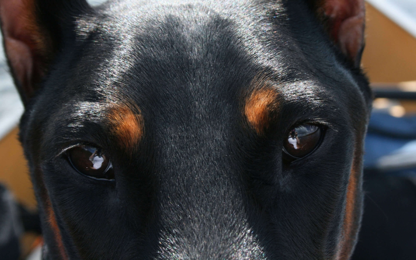 Глубокие глаза добермана