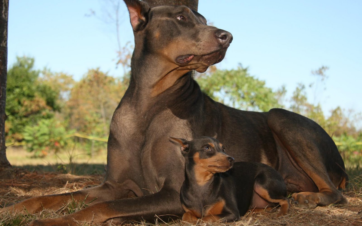 Доберманы лежал в лесу
