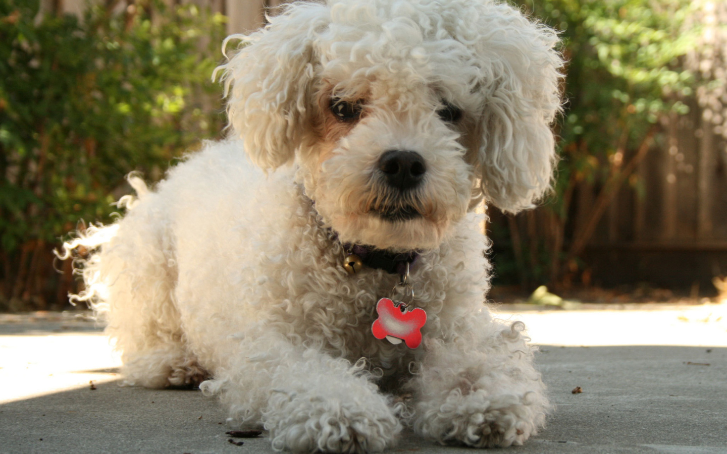 Собака породы бишон-фриз с кулоном