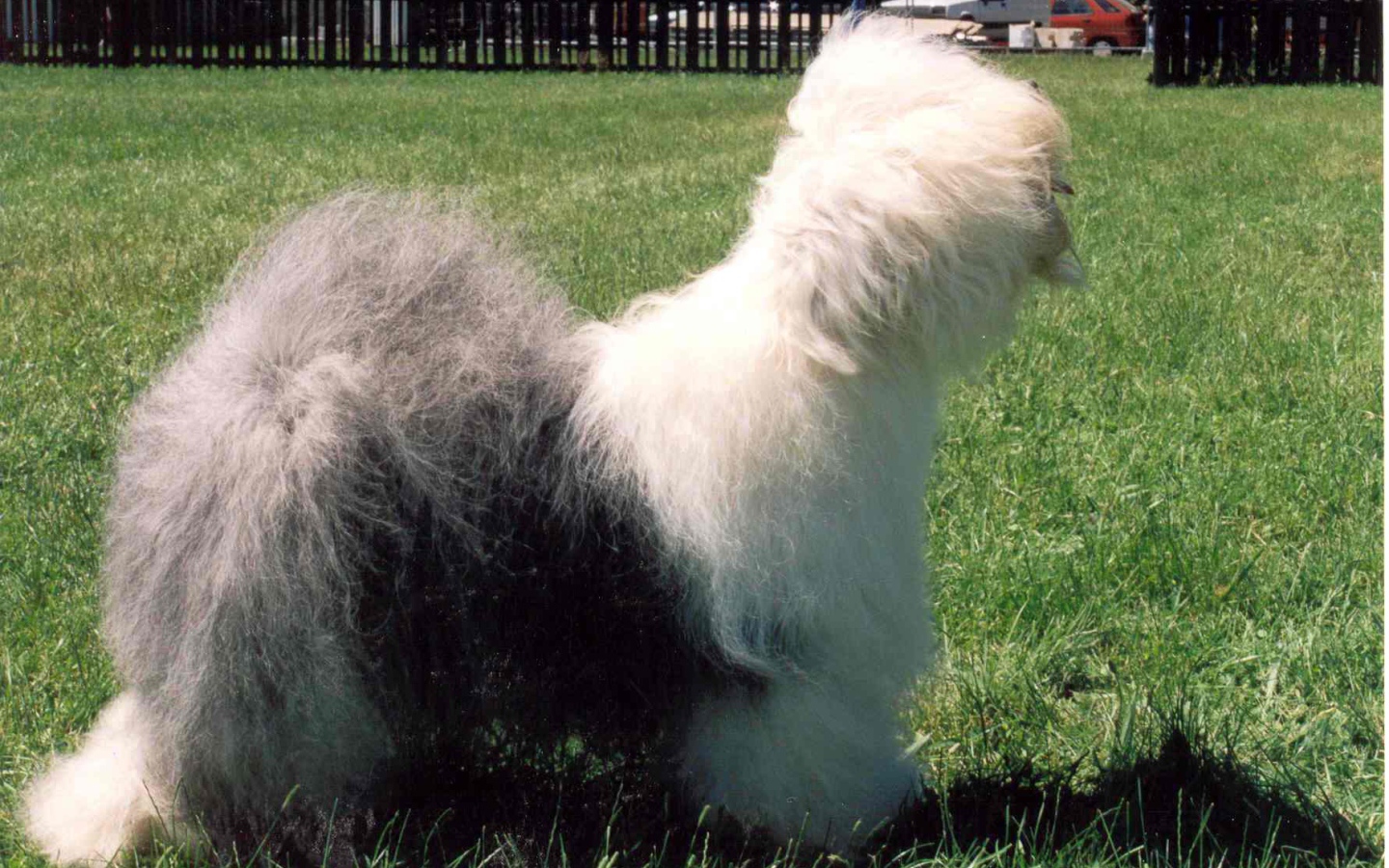 Собака породы бобтейл стоит на лужайке