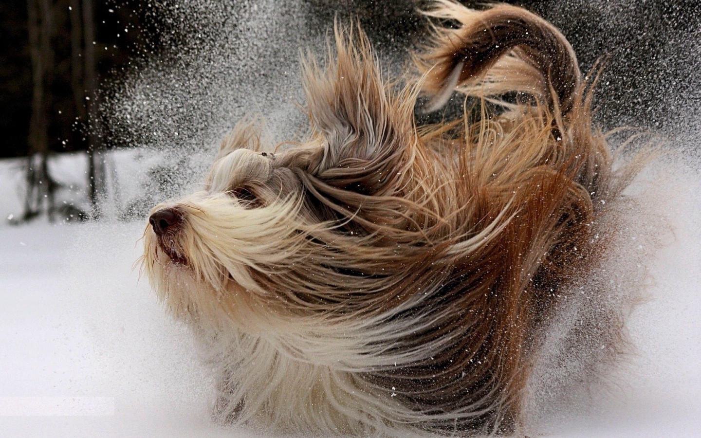 Собака бежит по снегу