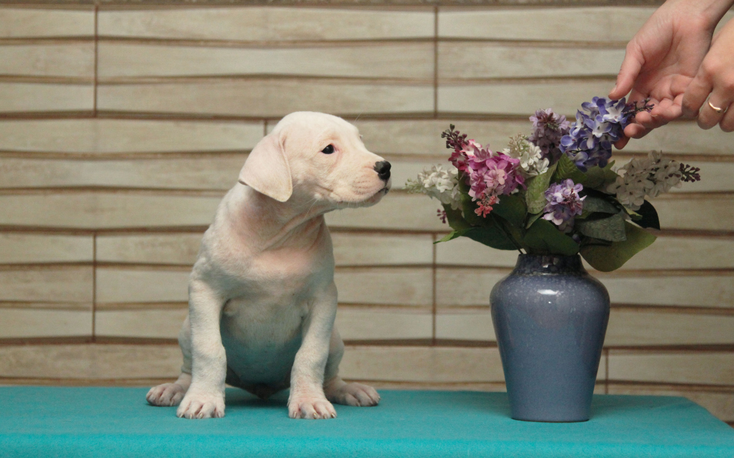 Щенок аргентинского дога и цветы