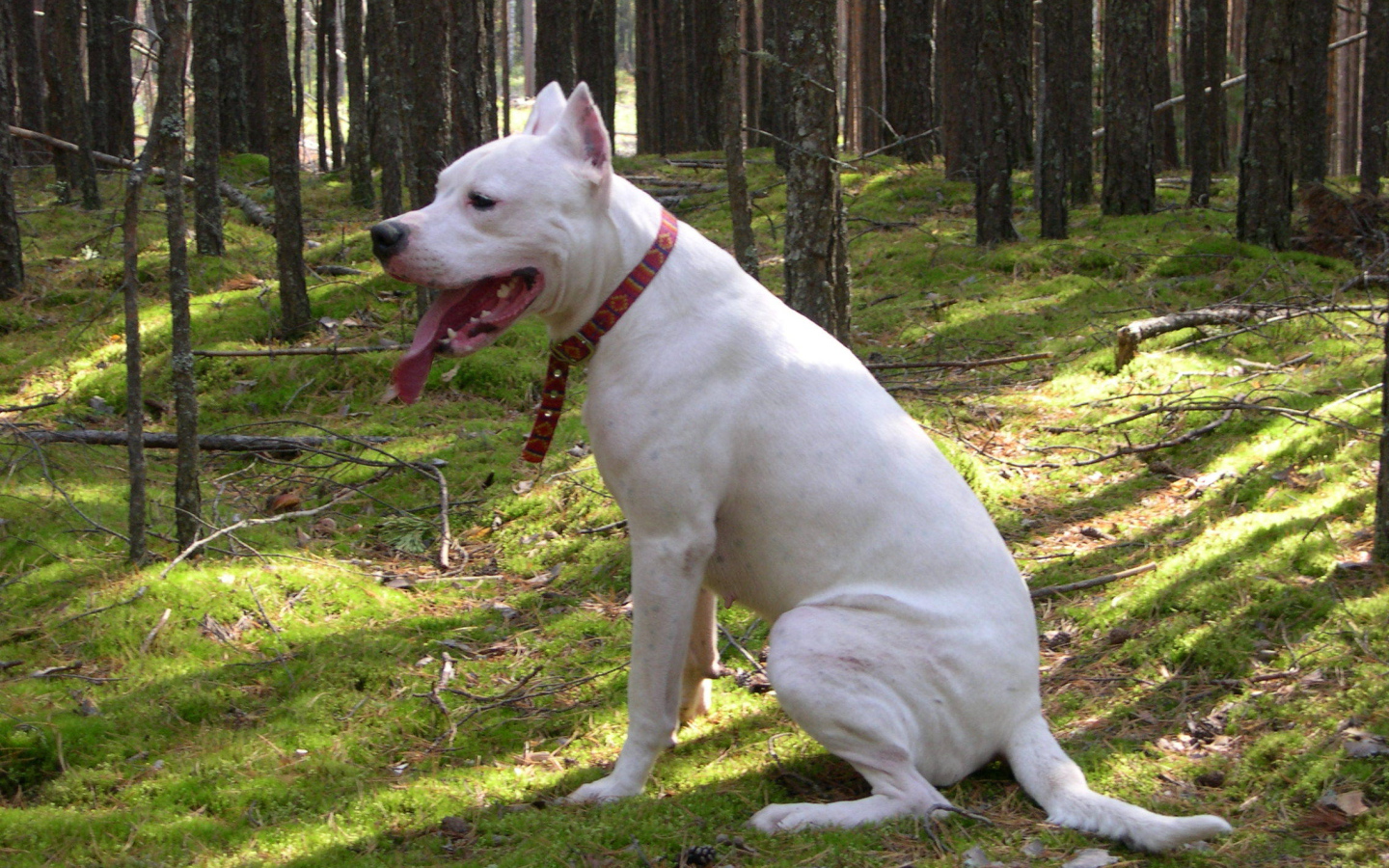 Аргентинский дог сидит в лесу