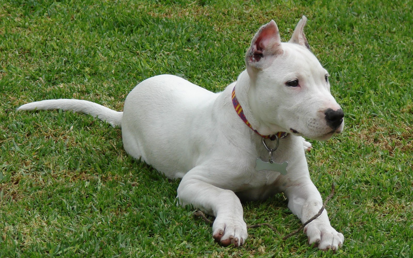 Аргентинский дог кого-то увидел