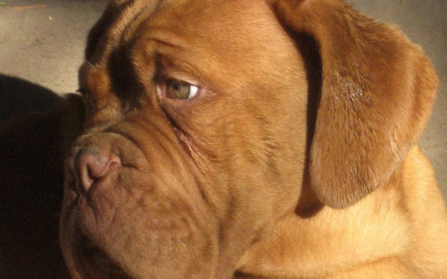 Бордоский дог скучает