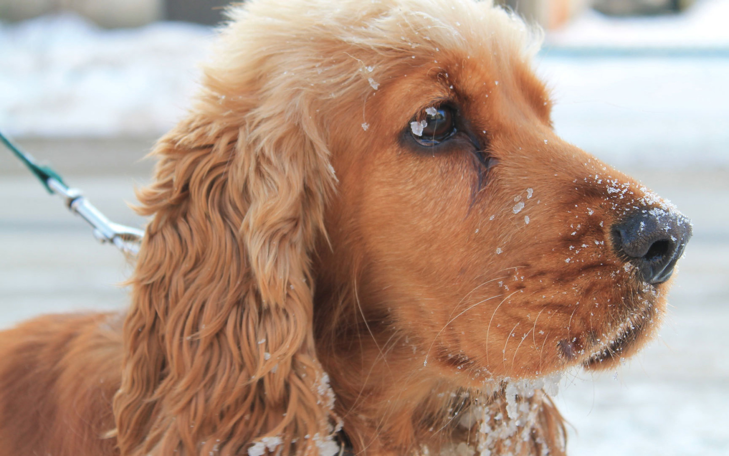 English Cocker Spaniel in snow