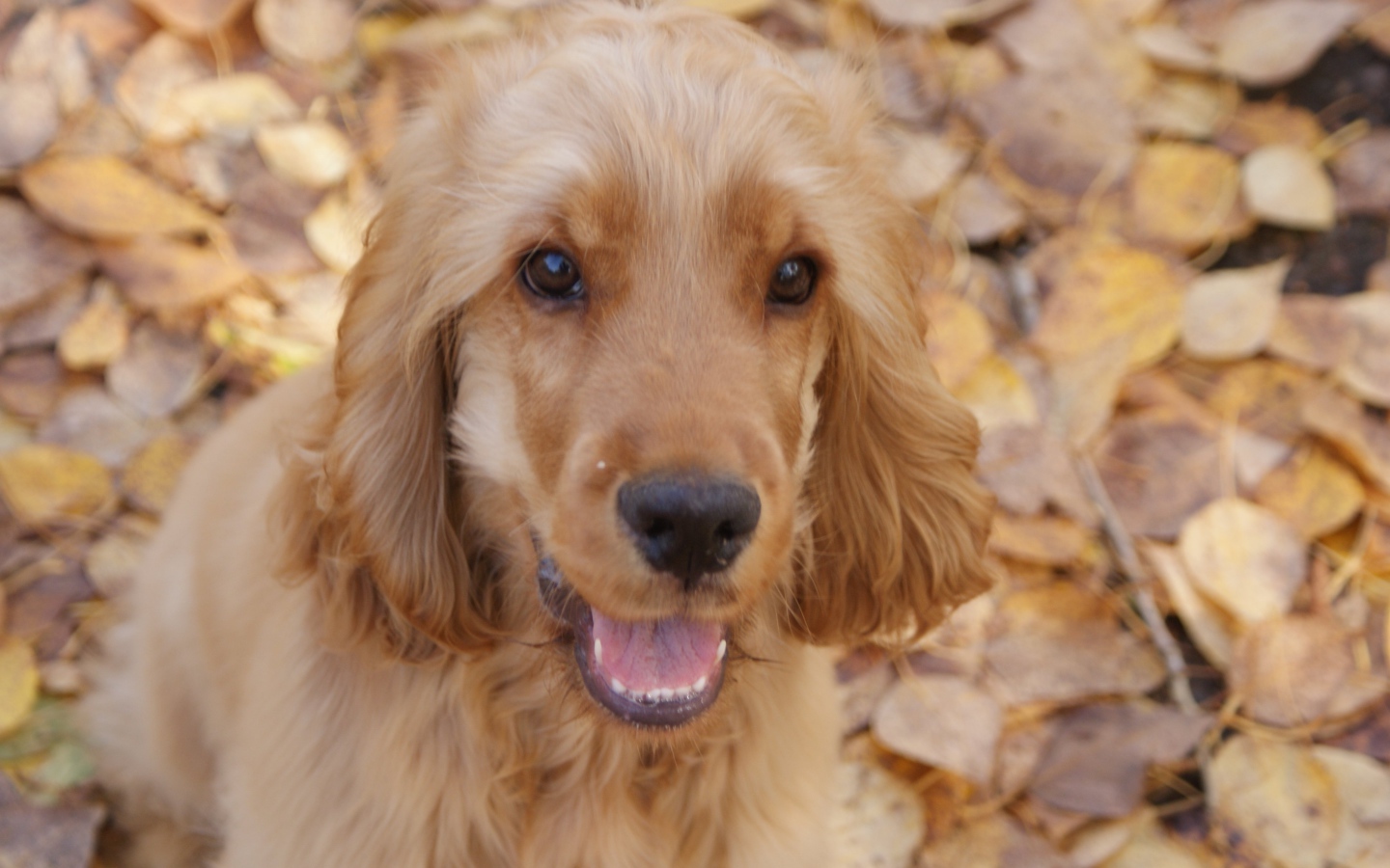 Английский кокер-спаниель на осенних листьях