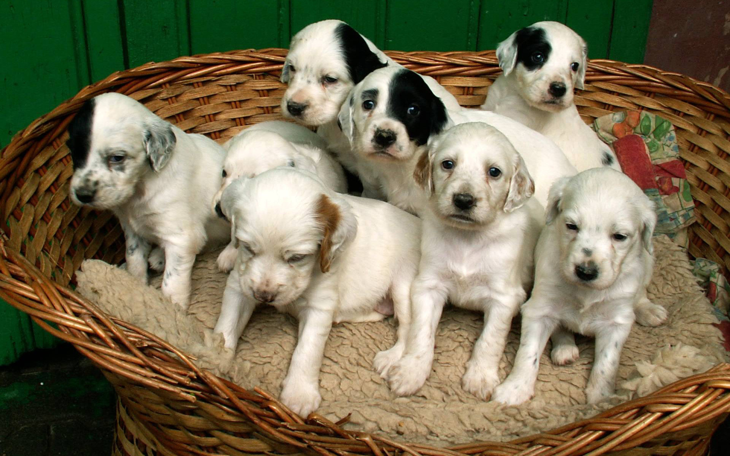 Щенки английского сеттера в корзине