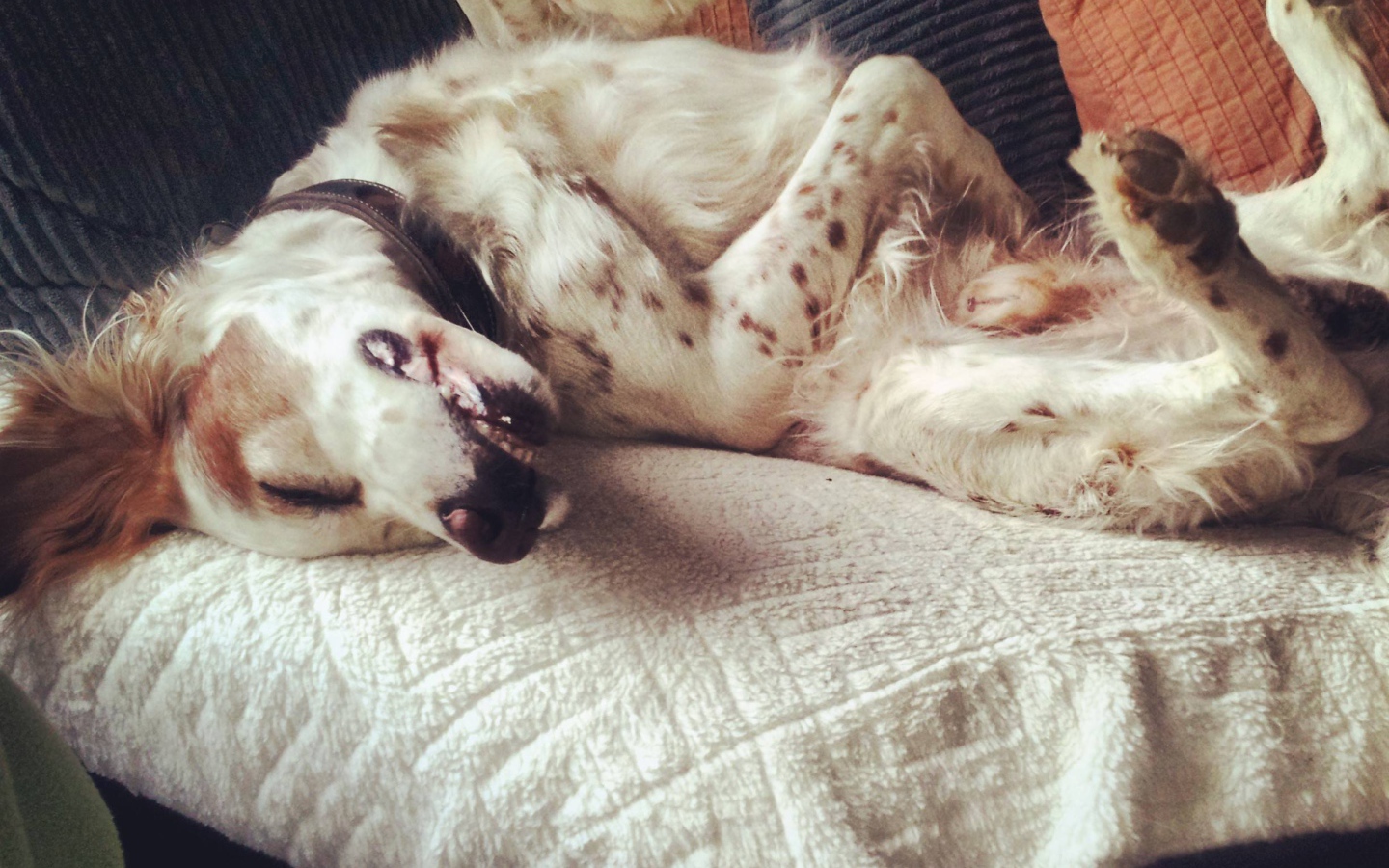 Английский сеттер развалился на диване