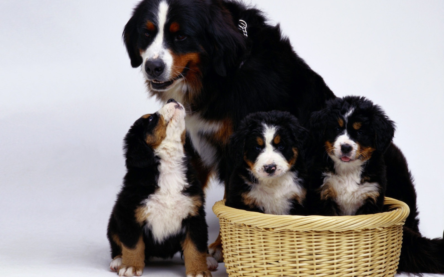 Семья бернской пастушьей собаки на белом фоне