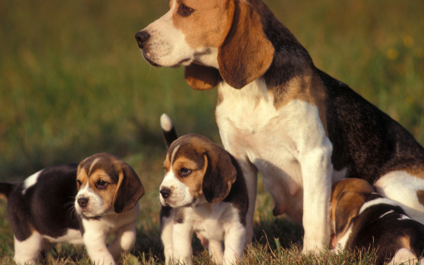 Family beagle dogs