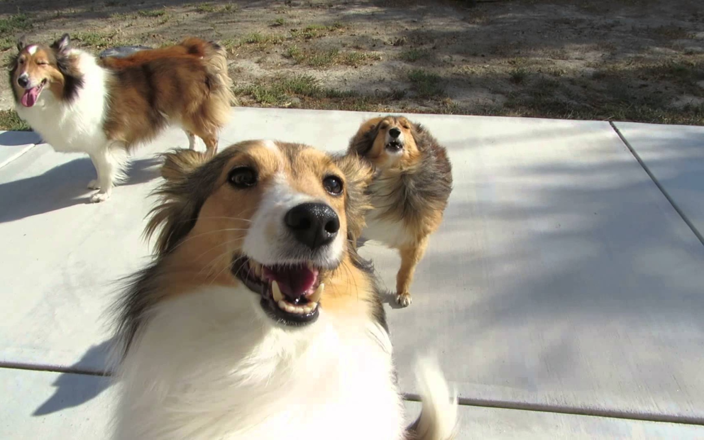 Смешные собаки породы шелти играют