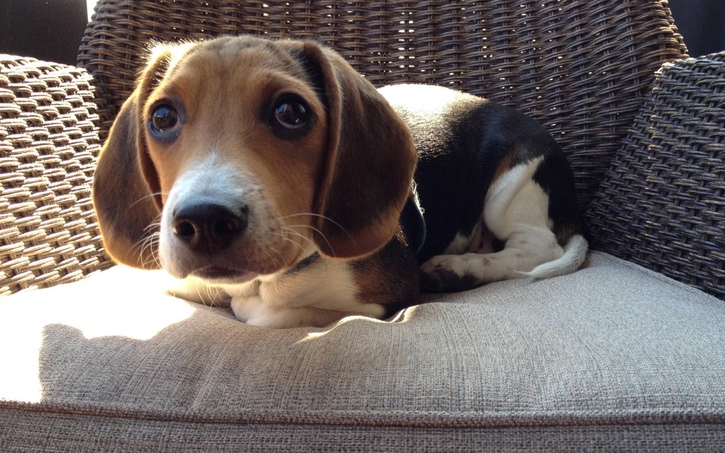 Смешная собака породы бигль на кресле