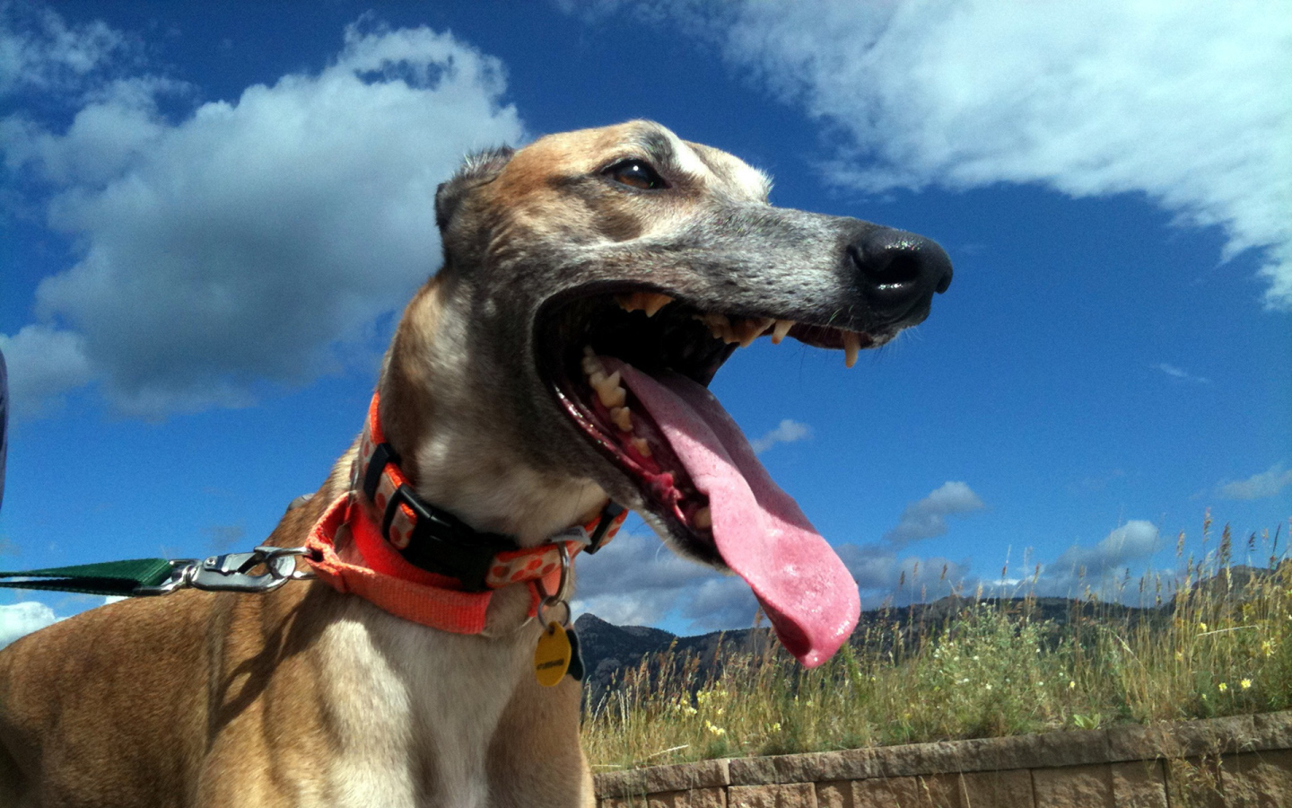 Грейхаунд в итальянских полях