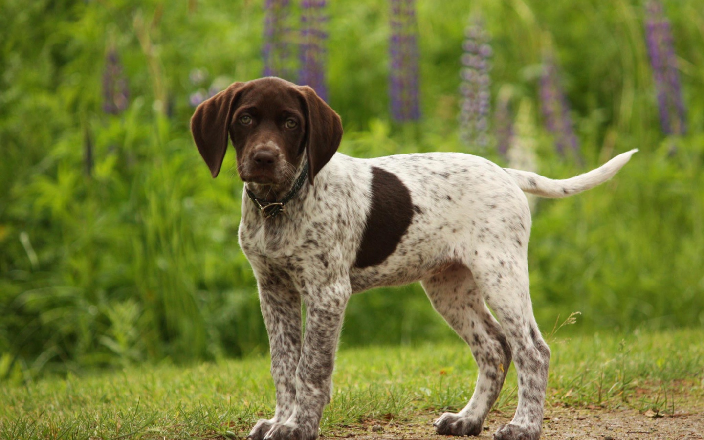 Немецкий щенок Пойнтер в лесу