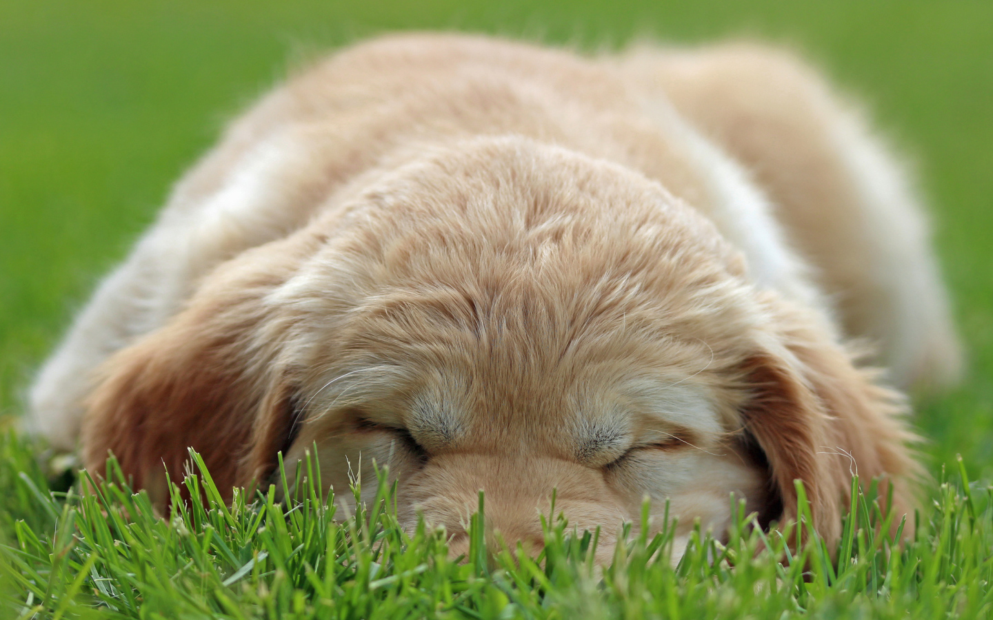 Золотой терьер спит на траве