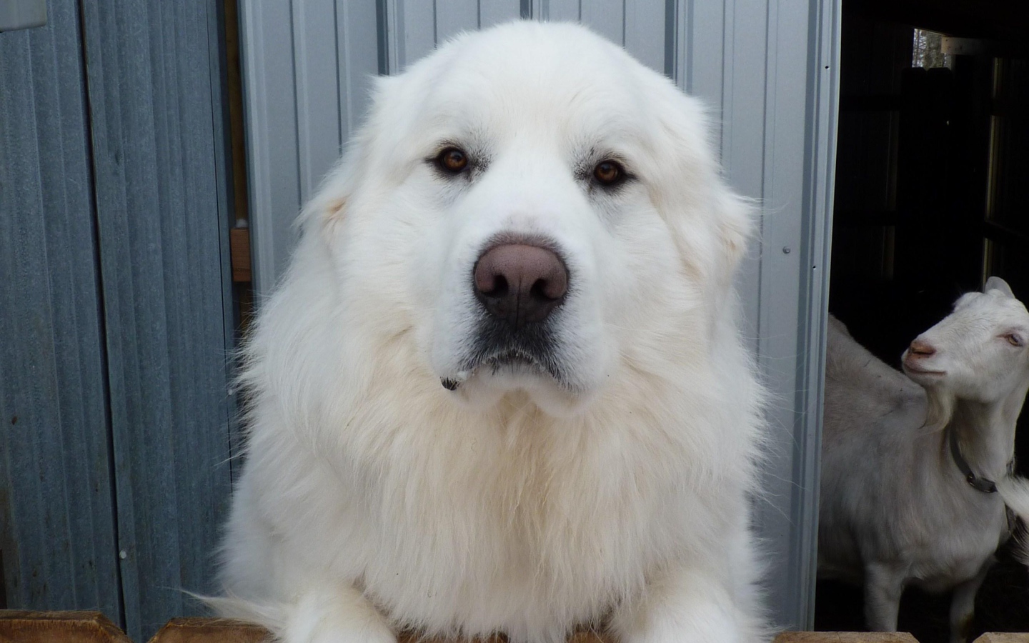 Большая пиренейская собака и коза