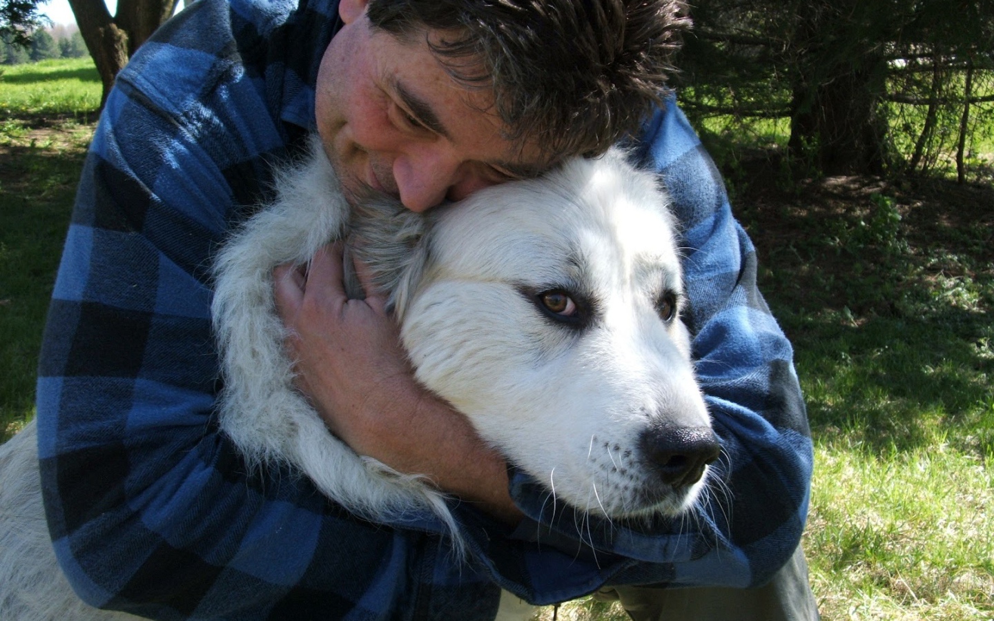 Большая пиренейская собака и любящий хозяин