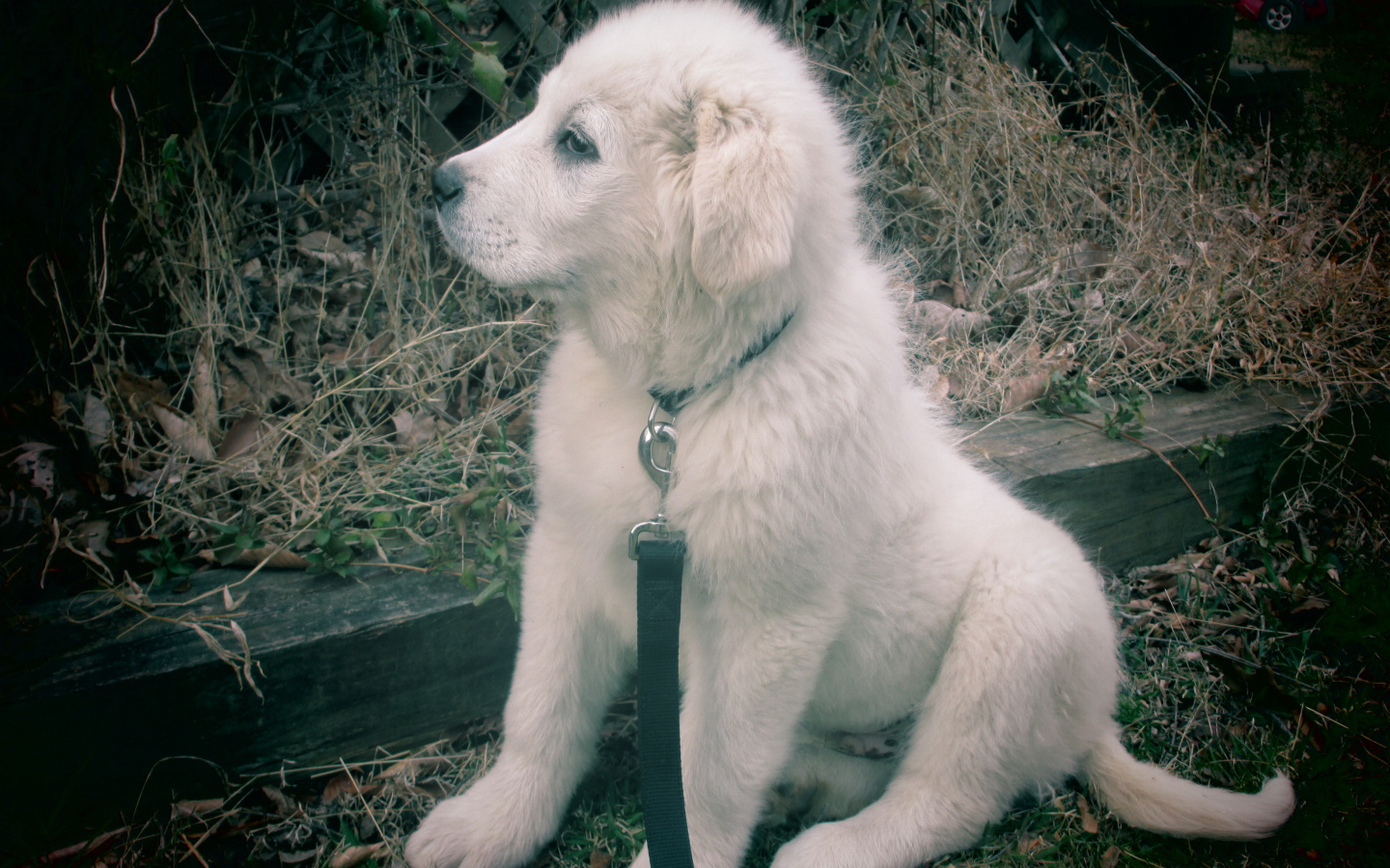 Щенок большой пиренейской собаки смотрит вдаль