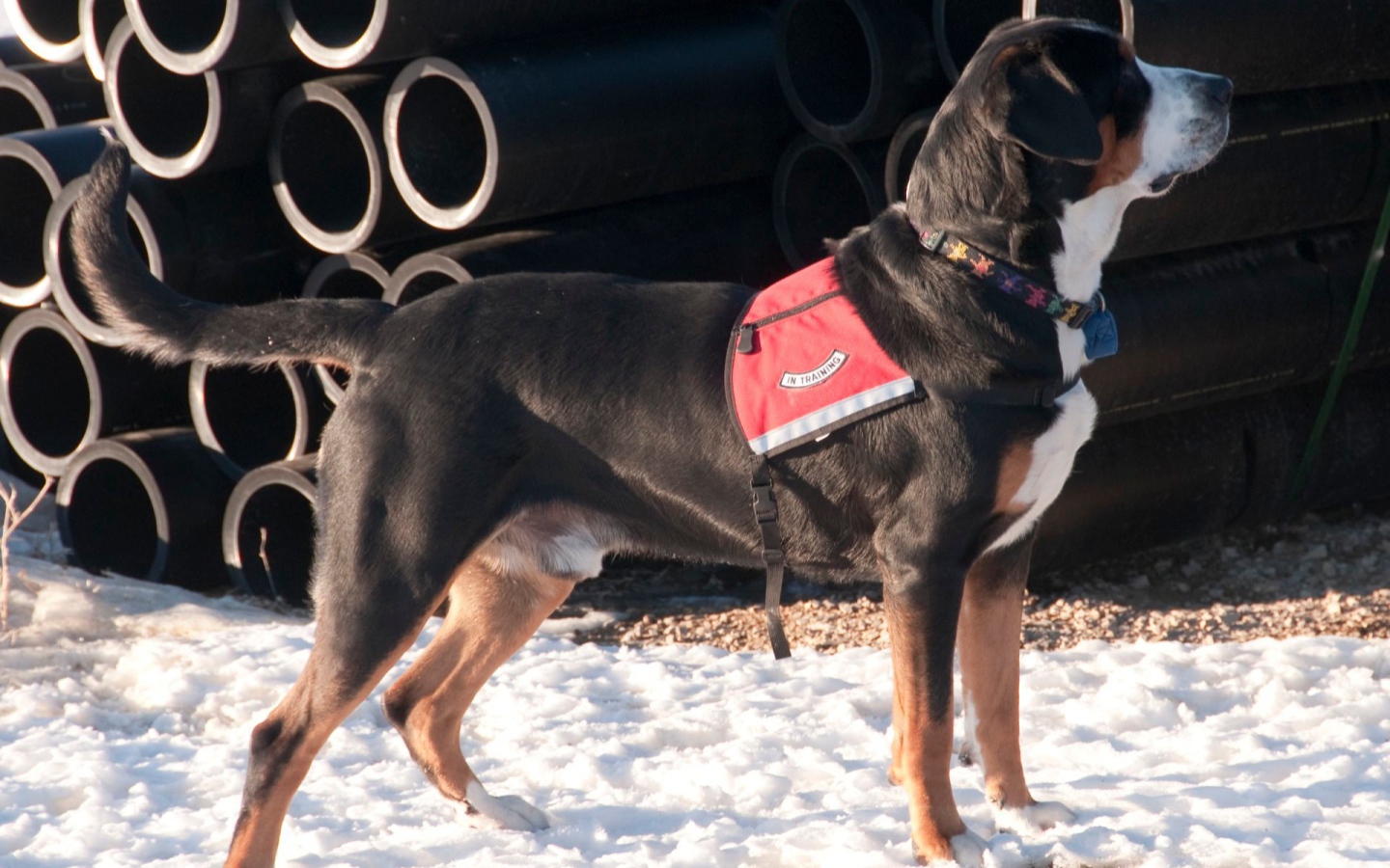 Большой швейцарский зенненхунд на снегу
