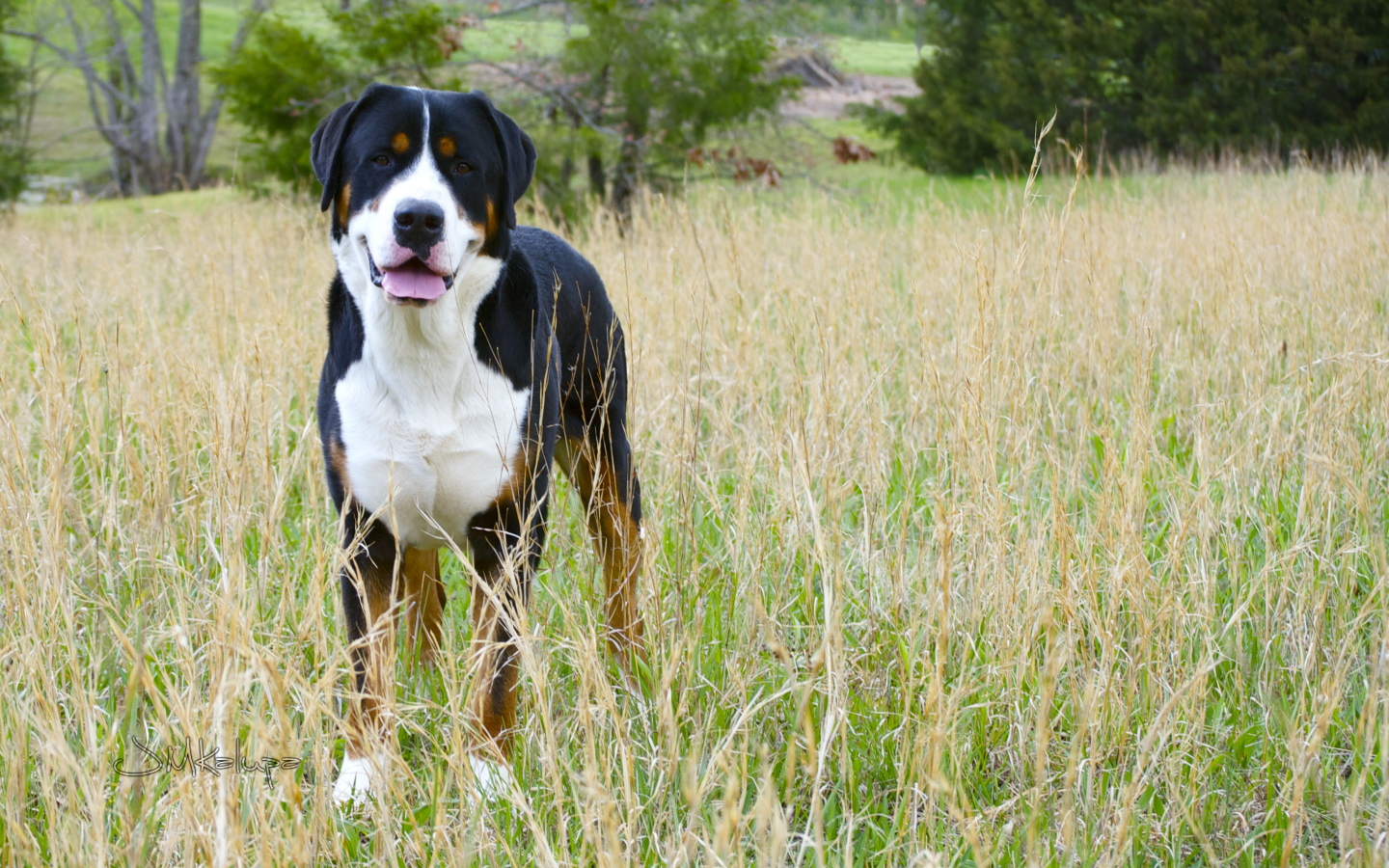 Большой швейцарский зенненхунд в высокой траве